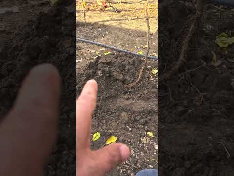 Видео: тарзи дуруст шинонидани ниҳоли ангур