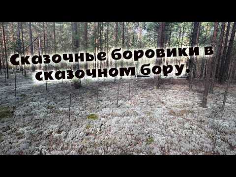 Видео: Боровики в Азанке. Красивая прогулка по белому мху. Грибная охота на  белые грибы. Царство грибов.