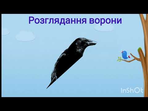 Видео: Хто літає на подвір'ї.( молодша група)