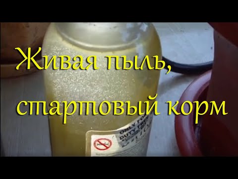 Видео: Живая пыль, стартовый корм для мальков – разведение в домашних условиях / Инфузория туфелька