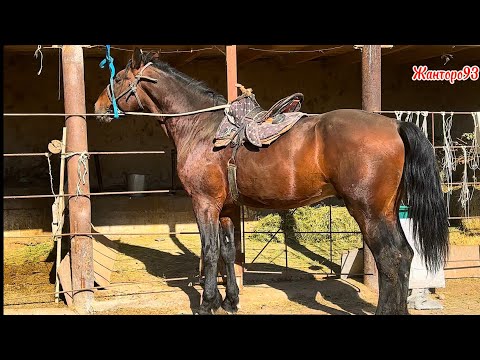 Видео: Кыргыз Жылкынын чону   Тел:+996-771-102-699    30 октября 2025 г.