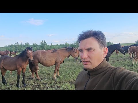 Видео: САМЫЙ ЛУЧШИЙ ОБЗОР ЖЕРЕБЧИКОВ 2024г.р. Магнит, Ферум