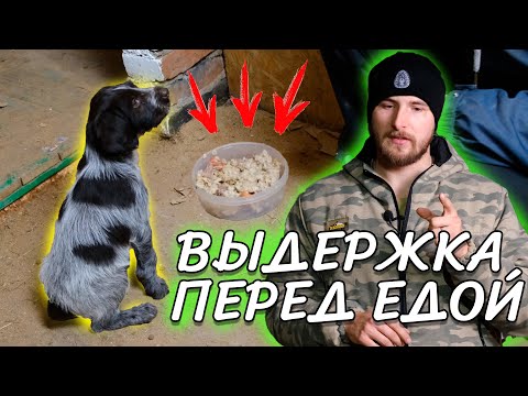 Видео: #2. ВЫДЕРЖКА ПЕРЕД ЕДОЙ У ЩЕНКА. Как научить щенка ждать перед миской. ЛУЧШИЙ СПОСОБ🐕‍🦺