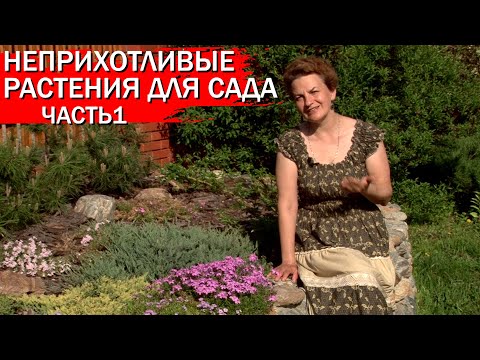 Видео: Неприхотливые растения для сада. Часть 1