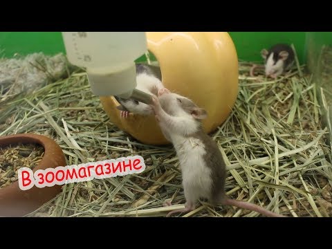 Видео: Покупки в зоомагазине. Плохие условия для животных.