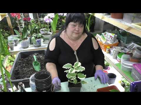 Видео: дихондра серебристая, плектрантус, гвоздика ампельная высадка на пмж