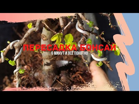 Видео: Самые важные сведения о бонсай! Пересадка бонсай за 6 минут!  Bonsai quick planting.