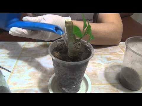 Видео: 🌿 Черенкование бругмансии ч. 2   Cuttings Brugmansia h. 2