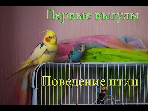 Видео: ЗНАКОМСТВО КОРЕЛЛЫ И ВОЛНИСТИКА ► ПЕРВЫЕ ВЫГУЛЫ