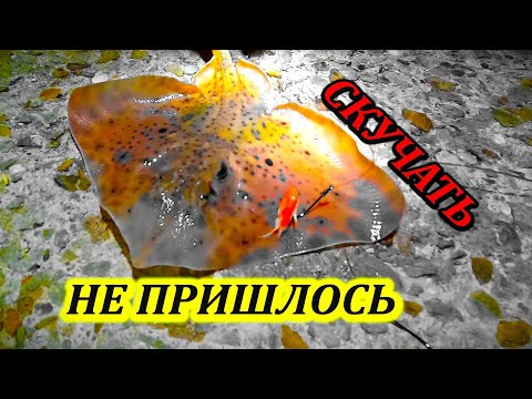 Видео: Попал на Раздачу Лис! Ночная Морская Рыбалка в Черном Море 2023