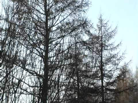 Видео: Александрово-Заводский район: точки роста