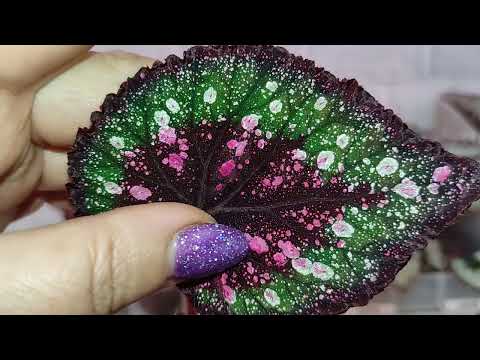 Видео: Наборы бегоний на 20.06.24