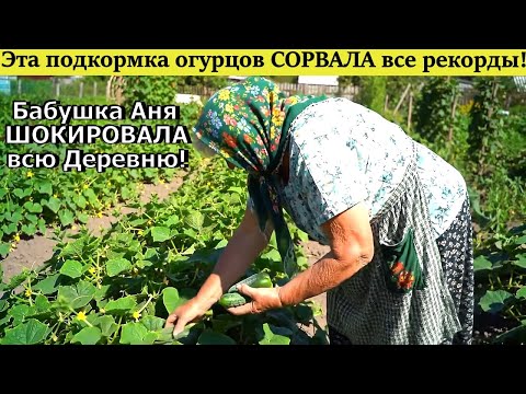 Видео: Эта подкормка огурцов СОРВАЛА все рекорды! Бабушка Аня ШОКИРОВАЛА всю Деревню!