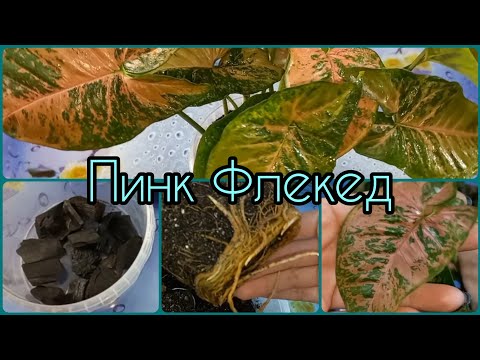 Видео: Удивительный СИНГОНИУМ Пинк Флекед🌱Каждый лист уникален🌸Формирование куста🌱Размножение🌸Пересадка🌱