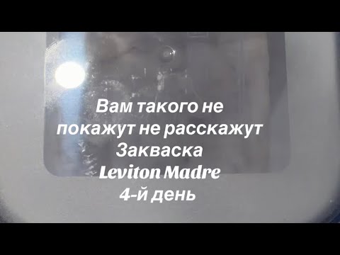 Видео: День 4. Моя Lievito Madre оживает