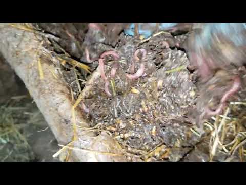 Видео: Тонкости при выращивании червей для рыбалки на реализацию.