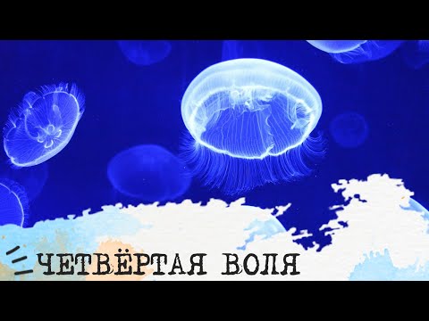 Видео: четвертая воля