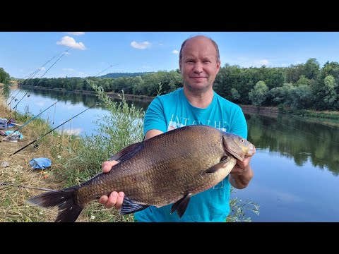 Видео: 🦆🐦поют, 🐟🐠 клюют. Рыбачим во Франции. 200 км за крупным лещём.