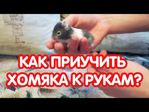 Видео: Как приучить хомяка к рукам. Сирийский хомяк