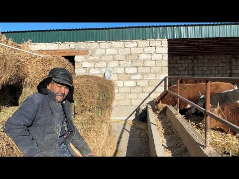 Видео: Бұқа бағатын Ақсақал