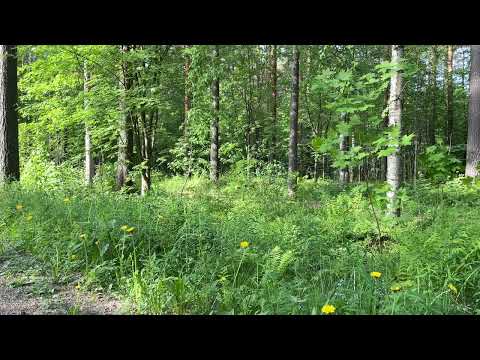 Видео: Зацвела природа/ Лисята кормятся и играют.