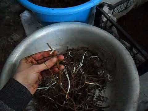 Видео: Закладка маточного корня малины на выгонку  27,01,2018