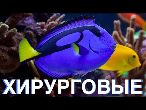 Видео: Морской Рифовый Аквариум - Хирурговые