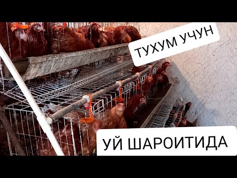 Видео: УЙ ШАРОИТИДА ТОВУК БОКИБ КАНЧА ДАРОМАД КИЛСА БОЛАДИ