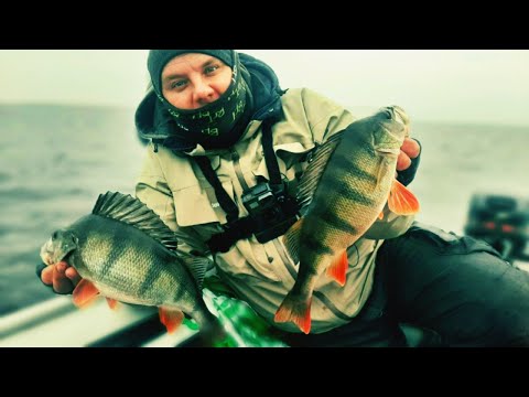 Видео: КРУПНЫЙ ОКУНЬ на ВСЕ БАБКИ!!! Ладожское озеро. Рыбалка в Ленинградской области.