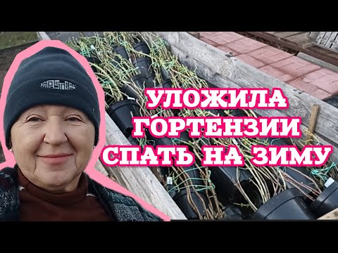Видео: Бабье лето в ноябре 🍁 а я готовлю горшковые гортензии ко сну на зимовку ❄️ 
