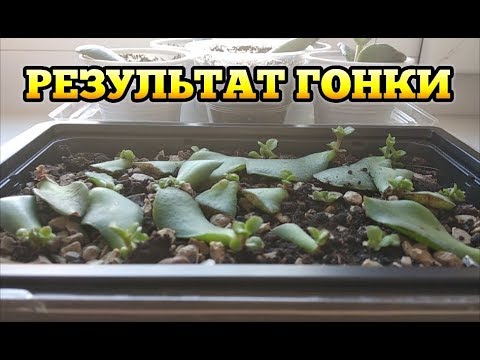 Видео: 13.11.2019. Денежное дерево. Толстянка. Крассула. Размножение листом. Как ускорить рост.