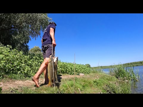 Видео: О КАК ТЯНЕТ, ЧТО-ТО ПРЁТ. С НОЧЕВКОЙ НА РЫБАЛКЕ. Рыбалка на сазана с простыми закидушками с ночевой.