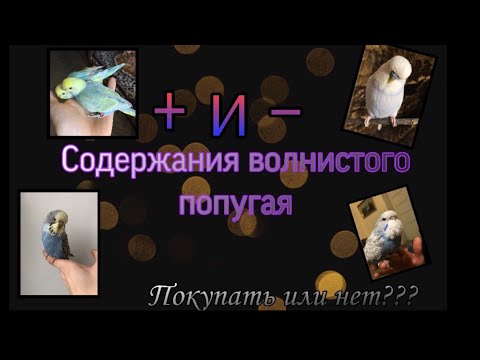 Видео: Плюсы и минусы волнистого попугая