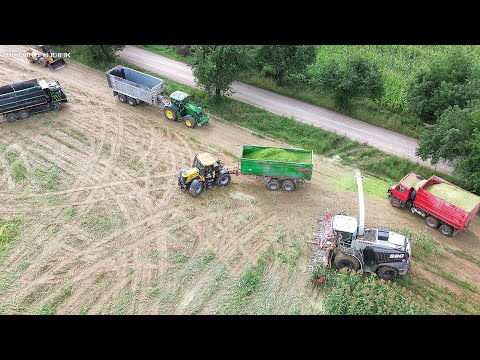 Видео: Силосование Сорго 2025 на Склоне с Комбайном Claas Jaguar 980, JCB, John Deere и 3x Tatra 815