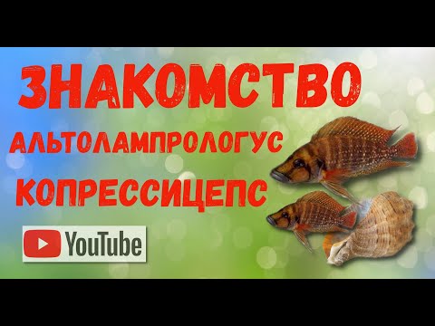 Видео: Знакомство с Альтолампрологус Копрессицепс.