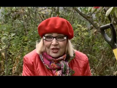 Видео: САЖАЕМ ВИШНЮ с Октябриной Ганичкиной