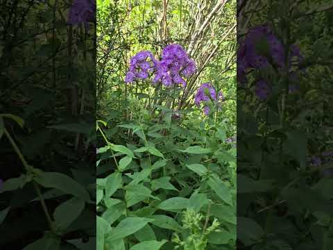 Видео: Обзор Сада 🌺 Осень Мой Сад 🍂 для Афины из Греции 🤝❤️🌺#обзор #сад #дача #nature #природа #garden 