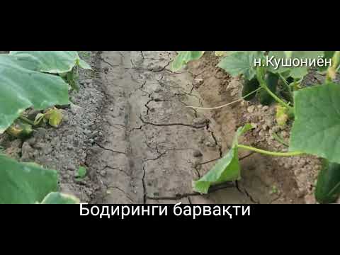 Видео: Бодиринги🥒🥒🥒🥒  барвақти дар Гармхона ноҳияи Кушониён бо обёрӣ пештара