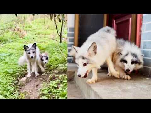 Видео: Спустя 90 дней маленький лисёнок 🦊 вновь встретил маму, и его реакция меня поразила! 🦊🥰❤👍👍👍