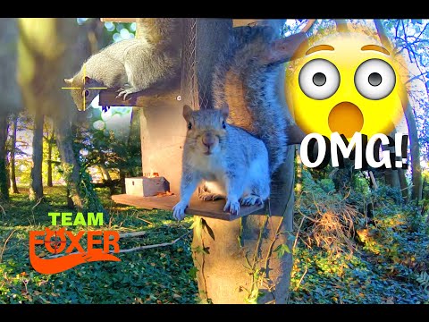 Видео: О боже, стрельба по белкам, предупреждающая ГРАФИКА,