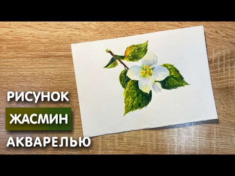 Видео: Как нарисовать жасмин карандашом и акварелью начинающим | Рисунок для детей