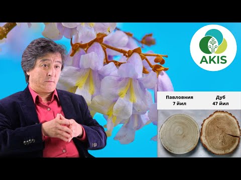 Видео: Павловния Узбекистонда  Алишер Тураев