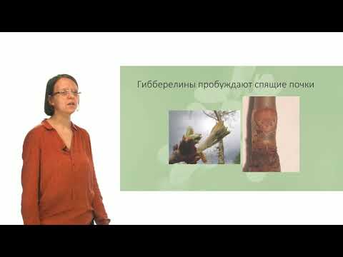 Видео: Физиология растений. Гормоны растений. Часть 3 - Гиббереллины (Лабунская Е. А.)