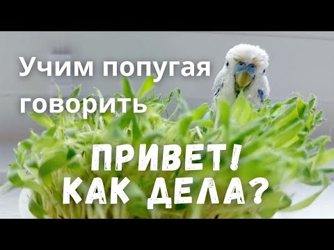 Видео: Учим попугая говорить "Привет! Как дела?"