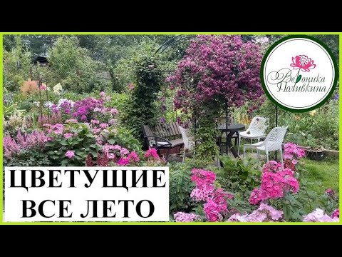 Видео: ЦВЕТУЩИЕ ВСЕ ЛЕТО