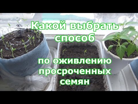 Видео: Оживление просроченных семян. Сравниваю пять способов пробуждения старых семян