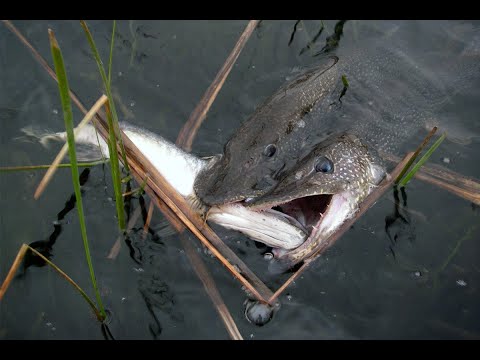 Видео: Не ожидали,  что здесь, что то может быть...