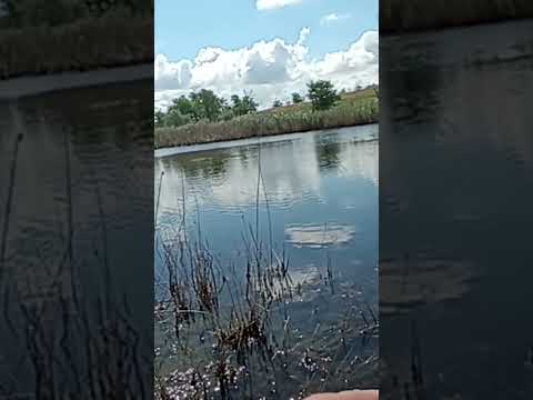 Видео: Щука в июне! Полное видео на канале! #рыбалка #fishing #щукавтраве #маныч #fish #хобби