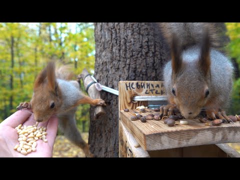 Видео: Кормлю голодных белок / Feeding hungry squirrels