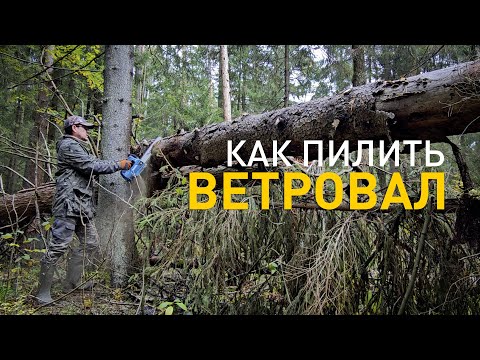 Видео: Как пилить ветровал. Часть 1.